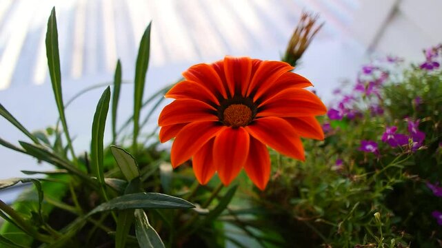 Gatzania, African chamomile. The flowering of Gazania timelapse. Gazania linearis. The flower opens in the morning in the garden at the first rays of the sun. Blurred background