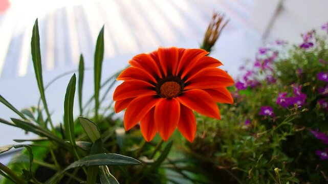 Gatzania, African chamomile. The flowering of Gazania timelapse. Gazania linearis. The flower opens in the morning in the garden at the first rays of the sun. Blurred background