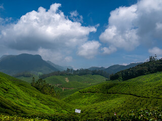 Obraz premium Beautiful tea gardens surrounded by Mountains is a tourist place in South India, Kerala, Munnar.