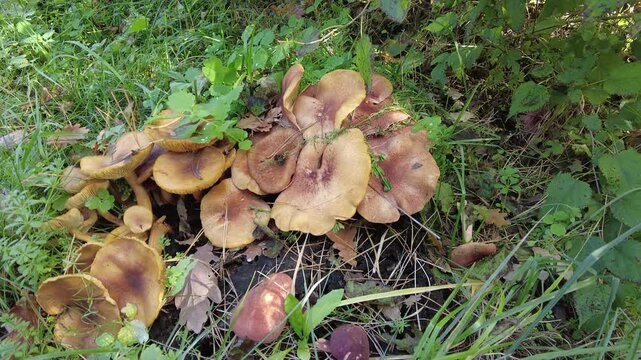 mushrooms on the stump. many mushrooms in the forest. tricholoma. Forest mushrooms (Coprinellus disseminatus), known as fairy inkcap or trooping crumble cap,