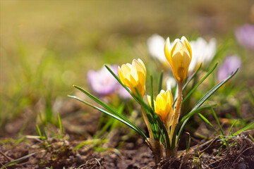 Obraz premium Blooming spring purple saffron crocuses 