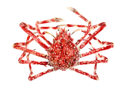 タカアシガニ様確認ページ タカアシガニ Images – Browse 131 Stock Photos, Vectors, and