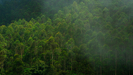 Lush green Forest with fog and sunlight. Woodland Landscape.