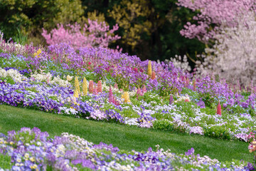 様々な花が咲き乱れる美しい花壇（神奈川県横浜市）
Beautiful flower beds with a variety of flowers (Yokohama City, Kanagawa Prefecture)