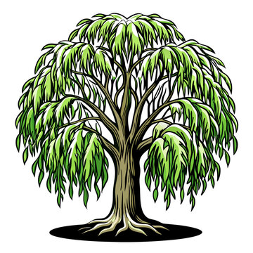 green weeping willow tree isolated clip art preview