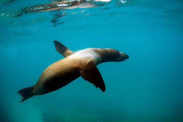 Obraz premium Acrobatic Galapagos Sea Lion (Zalophus wollebaeki) Under Water. Tintoreras, Isabela Island, Galapagos