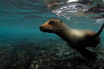 Fototapeta premium Playful Galapagos Sea Lion (Zalophus wollebaeki) Approaching Close Underwater. Tintoreras, Isabela Island, Galapagos