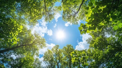 Upward View of Forest Canopy with Green Leaves, Blue Sky, Clouds, and Radiant Sunlight