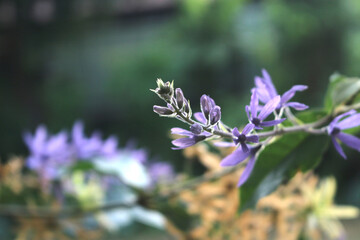Fototapeta premium Close-up of a bouquet of a type of purple flower.