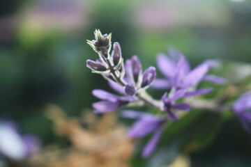 Backlit photography of a bouquet of purple flowers.