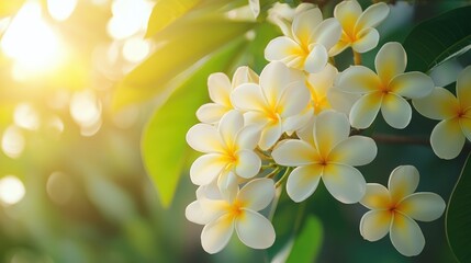 White Plumeria Flowers with Sunshine