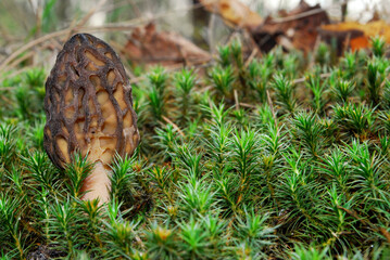 edible mushroom Morchella esculenta in juicy green moss in spring forest