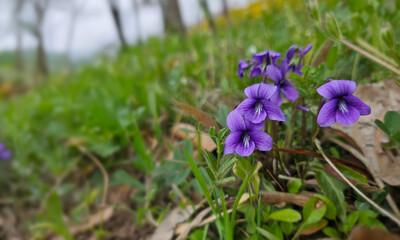 wild violet flower of the meadow, small purple flowers, purple wildflowers in the woods