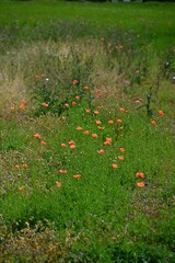Long-headed poppy (Papaver dubium) flowers. Papaveraceae annual plants. It grows in vacant lots and blooms orange flowers from April to May.