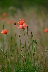 Long-headed poppy (Papaver dubium) flowers. Papaveraceae annual plants. It grows in vacant lots and blooms orange flowers from April to May.