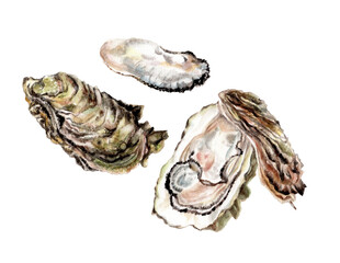 カキ手描き水彩画