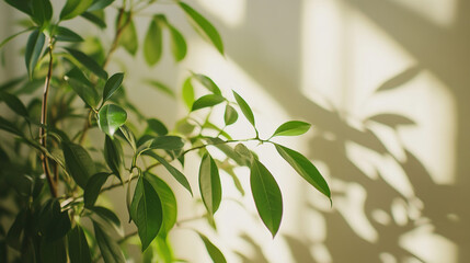 Obraz premium Minimalist living room with decorative plants, clean design and natural light. Serene modern interior with organic accents.