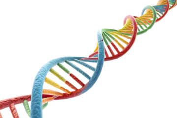 3d dna genome structure isolated on white background