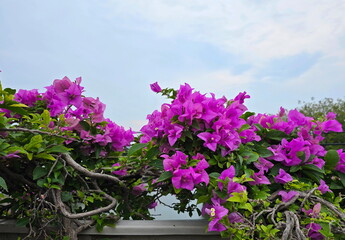 Background of a blue sky and thin white clouds. Bougainvillea or Paper flower has pink, Dark pink flowers blooming on the stem. Bracts are heart-shaped. Petals are paper-thin.Is semi-climbing shrub
