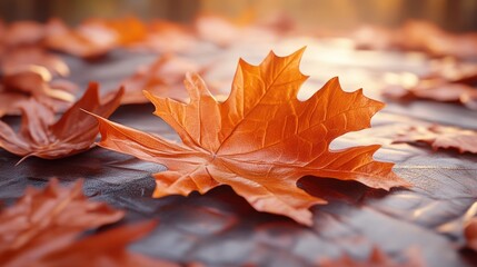 Autumn leaves on a surface