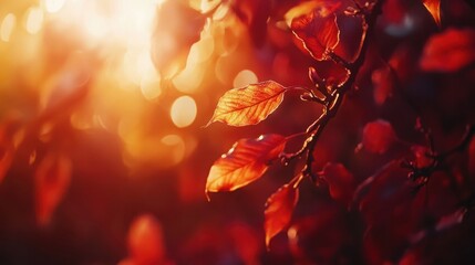 Vibrant Autumn Maple Leaves with Golden and Red Foliage, Sunlit Branches, and Dreamy Bokeh Effect