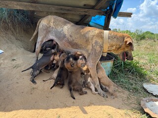 Fototapeta premium A puppy is suckling from its mother.