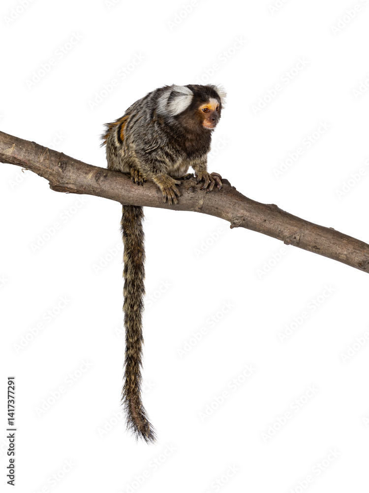 Poster cute common marmoset monkey aka callithrix jacchus, sitting side ways on branch. looking side ways w