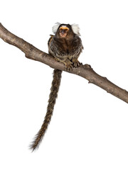 Cute common marmoset monkey aka Callithrix jacchus, sitting facing front on branch. Looking beside and away from camera with tail hanging down. Isolated cutout on a transparent background.