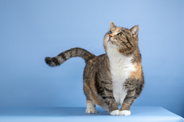 Beautiful fat tricolor cat on a blue background. Tabby cat with white breast
