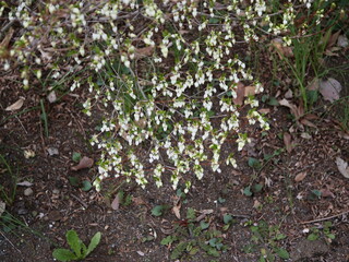 植物園で満開のドウダンツツジ