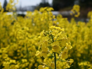 薬用植物園で栽培されているセイヨウアブラナ