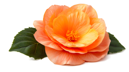 A single orange flower with a green leaf on top