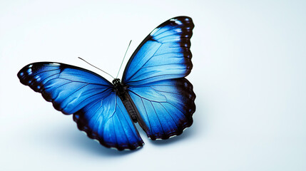 Fototapeta premium A blue butterfly is flying in the air