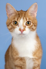 Red-and-white cat on a blue background. Thin and graceful young kitty