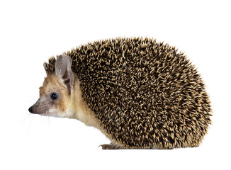 Cute adult Long eared hedgehog aka Hemiechinus auritus, standing side ways. Looking to the side with beady eyes. Isolated cutout on a transparent background. © Nynke