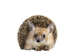 Obraz premium Cute adult Long eared hedgehog aka Hemiechinus auritus, standing facing front. Looking towards camera with beady eyes. Isolated cutout on a transparent background.