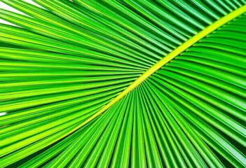 Obraz premium Vibrant green tropical palm leaf, intricate detail, isolated, summer, leaves