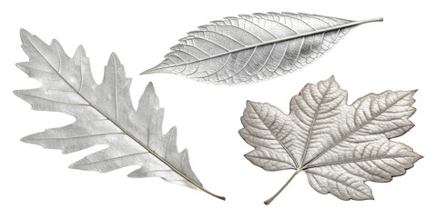 Obraz premium Silver leaves showcase intricate details and textures, creating stunning visual display of nature beauty