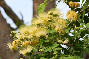Albizia lebbeck flowers. Its Common names shirisha tree, siris, Indian siris, East Indian walnut, Broome raintree, lebbeck, lebbek tree, frywood, flea tree and woman's tongue tree.