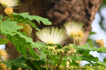 Albizia lebbeck flowers. Its Common names shirisha tree, siris, Indian siris, East Indian...
