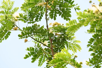 Albizia lebbeck flowers. Its Common names shirisha tree, siris, Indian siris, East Indian walnut, Broome raintree, lebbeck, lebbek tree, frywood, flea tree and woman's tongue tree.