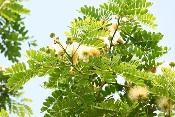 Albizia lebbeck flowers. Its Common names shirisha tree, siris, Indian siris, East Indian walnut, Broome raintree, lebbeck, lebbek tree, frywood, flea tree and woman's tongue tree.