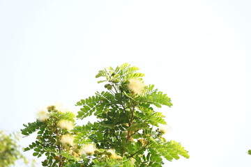 Albizia lebbeck flowers. Its Common names shirisha tree, siris, Indian siris, East Indian...
