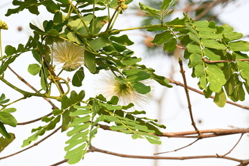 Albizia lebbeck flowers. Its Common names shirisha tree, siris, Indian siris, East Indian...