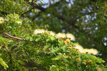 Albizia lebbeck flowers. Its Common names shirisha tree, siris, Indian siris, East Indian...