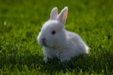 A fluffy white baby rabbit sits on vibrant green grass under natural sunlight. The soft fur, pink ears, and curious expression give this image a warm and peaceful feel, ideal for seasonal or pet-theme