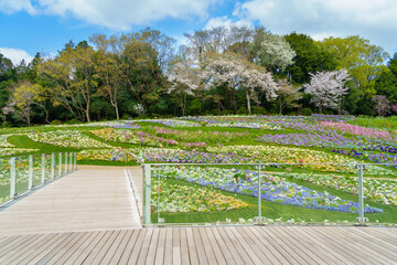 里山ガーデンのウッドデッキから眺める、春の大花壇（神奈川県横浜市）