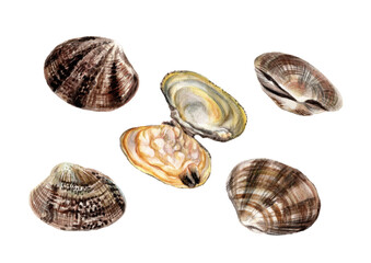 アサリ手描き水彩画