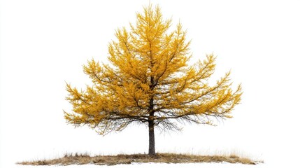 Isolated golden larch tree against a white background