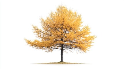Obraz premium Isolated golden autumn tree